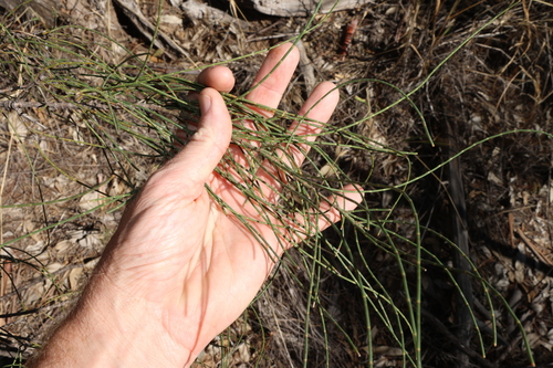 Casuarina cristata observed 2026-08-26