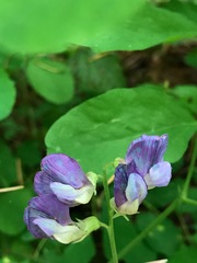 Lathyrus nevadensis