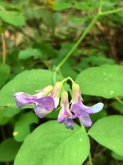 Lathyrus nevadensis