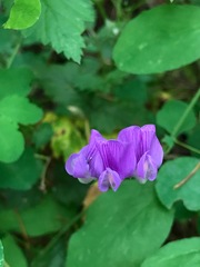 Lathyrus nevadensis