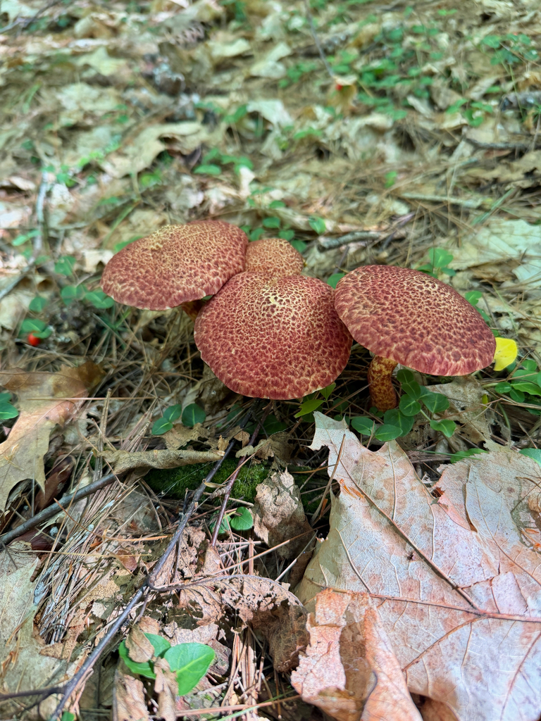 Painted Suillus · August 2026 · photo: Photo: (c) Eli Talhouk, some rights reserved (CC BY) · iNaturalist
