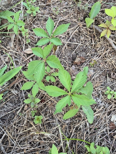 Virginia creeper
