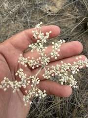 Eriogonum annuum, photograph author not stated, no rights reserved