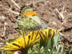 Anthocharis julia stella