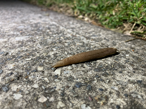 Testacella haliotidea observed 2026-08-21