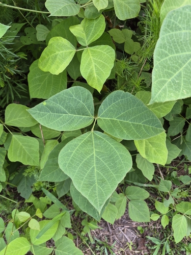 kudzu