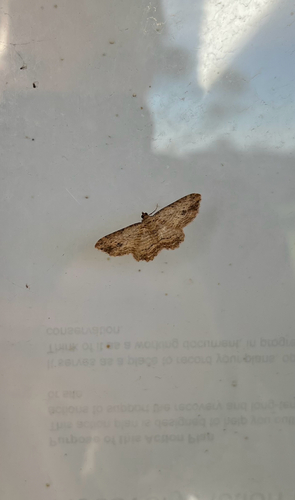 dark-patch carpet