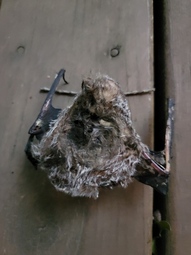 Northern Hoary Bat observed by blakesasse