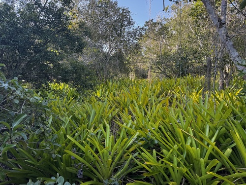 Orangeade Bromeliad