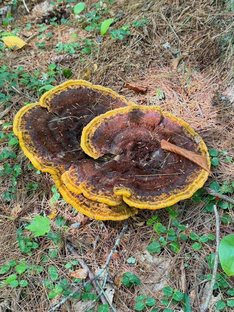 Phaeolus hispidoides · August 2026 · photo: Photo: (c) Eli Talhouk, some rights reserved (CC BY) · iNaturalist