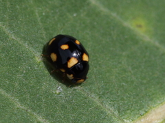 Brachiacantha ursina