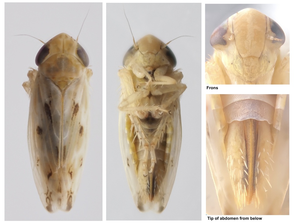 Psammotettix sabulicola