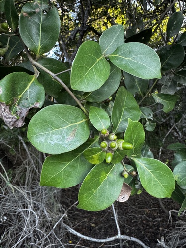 Ocotea pulchella