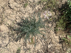Astragalus trichopodus