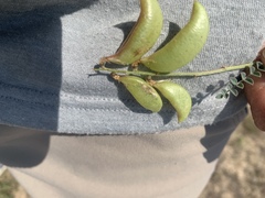 Astragalus trichopodus
