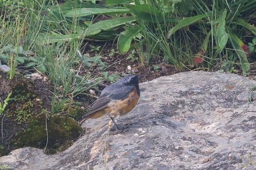 Phoenicurus hodgsoni observed 2026-08-26
