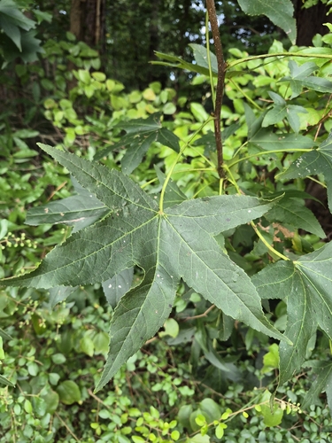 American sweetgum