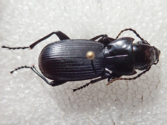 Pterostichus lama