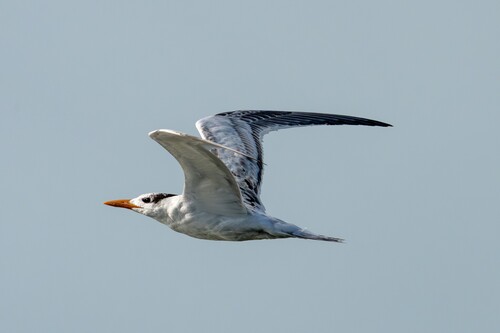 Royal Tern