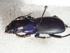 Pterostichus lama