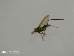 Toxotrypana curvicauda