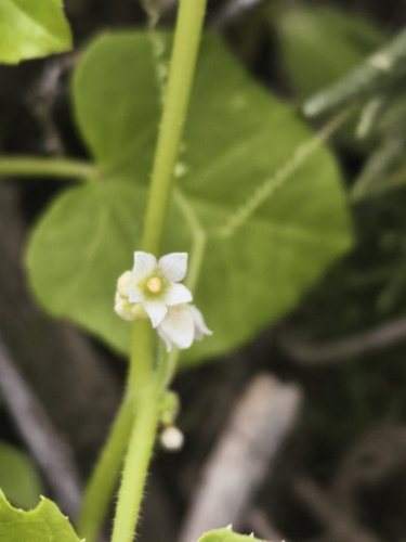 Sicyos baderoa, photograph 3