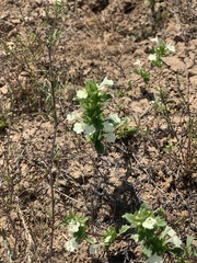 Acanthomintha ilicifolia