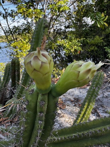 Pilosocereus arrabidae