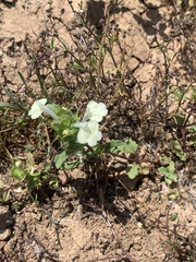 Acanthomintha ilicifolia