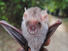 African Trident Bat photo 2