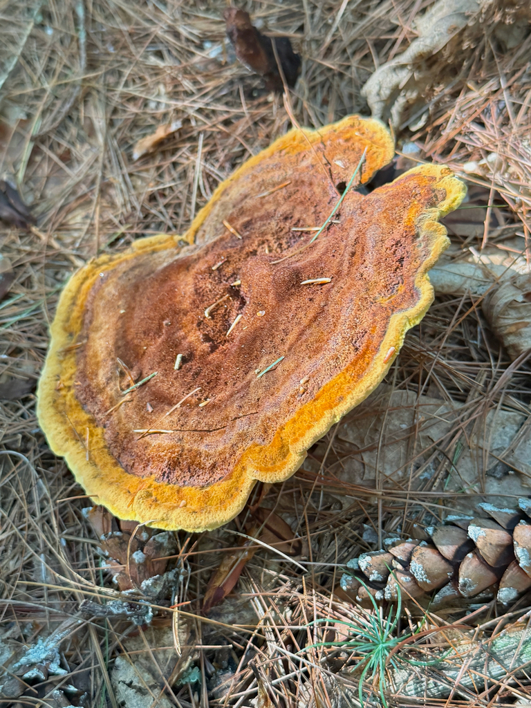 Phaeolus hispidoides · August 2026 · photo: Photo: (c) Eli Talhouk, some rights reserved (CC BY) · iNaturalist