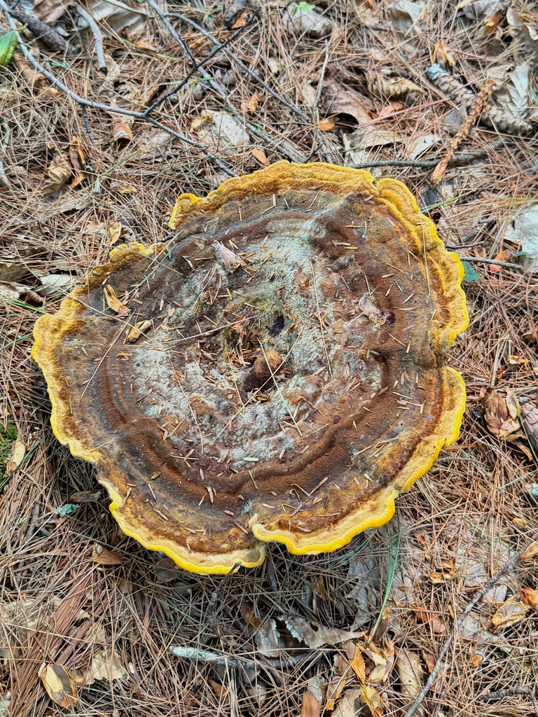 Phaeolus hispidoides · August 2026 · photo: Photo: (c) Eli Talhouk, some rights reserved (CC BY) · iNaturalist