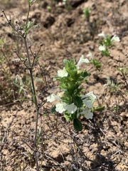Acanthomintha ilicifolia