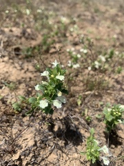 Acanthomintha ilicifolia