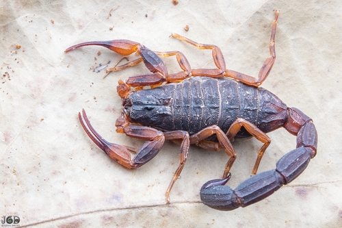 Tityus bahiensis photo 4
