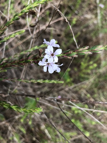 Lythrum lineare image