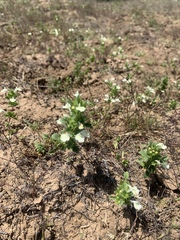 Acanthomintha ilicifolia