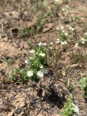 Acanthomintha ilicifolia