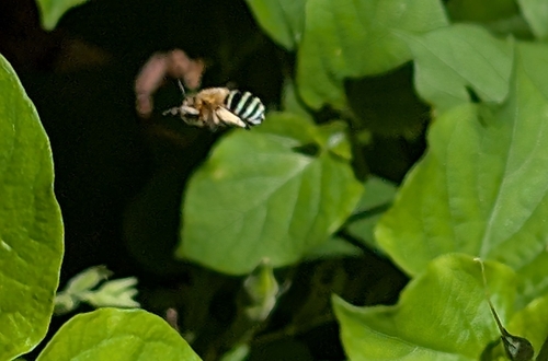 Amegilla pulchra