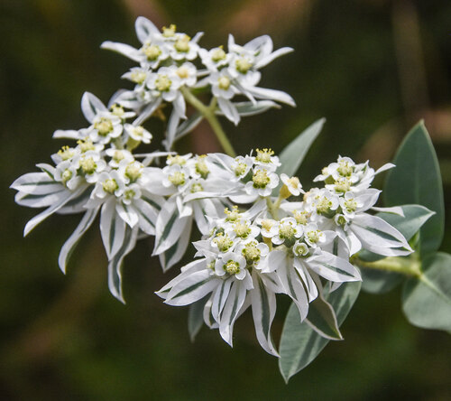 Euphorbia marginata