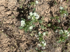 Acanthomintha ilicifolia