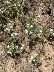 Acanthomintha ilicifolia