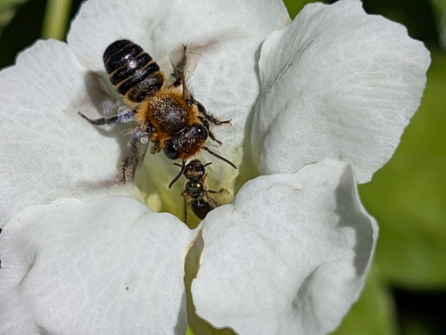 Broad-headed Leafcutter Bee