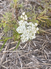 Bifora americana