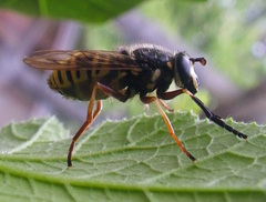 Sphecomyia pattonii
