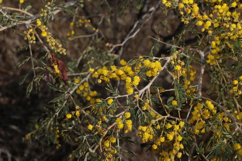 Acacia spectabilis, photograph 1