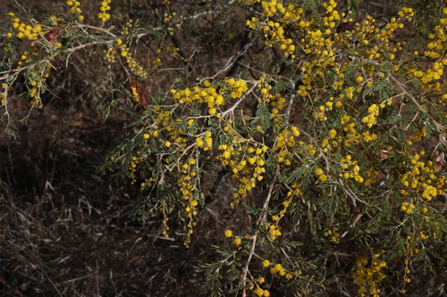 Acacia spectabilis