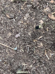 Bombus californicus