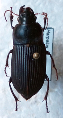 Harpalus caliginosus