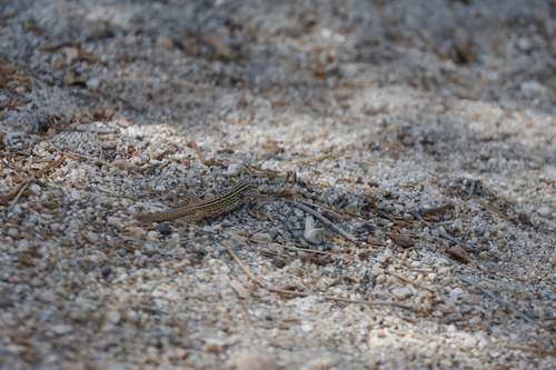 iNaturalist observation photo of Western Whiptail